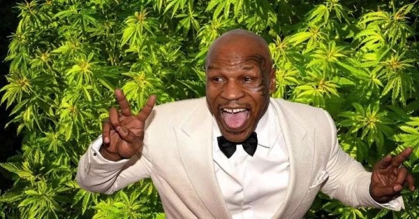 Fun boxer: Mike Tyson raises on his ranch marijuana and treats her guests