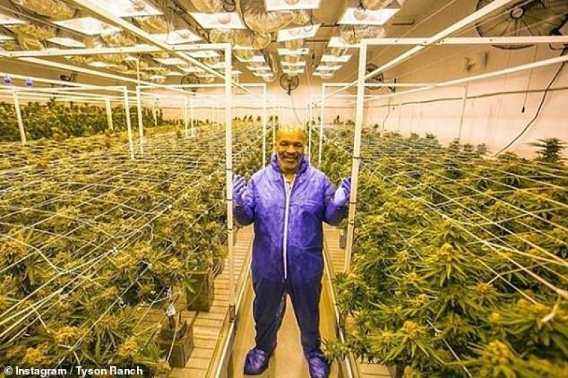 Fun boxer: Mike Tyson raises on his ranch marijuana and treats her guests