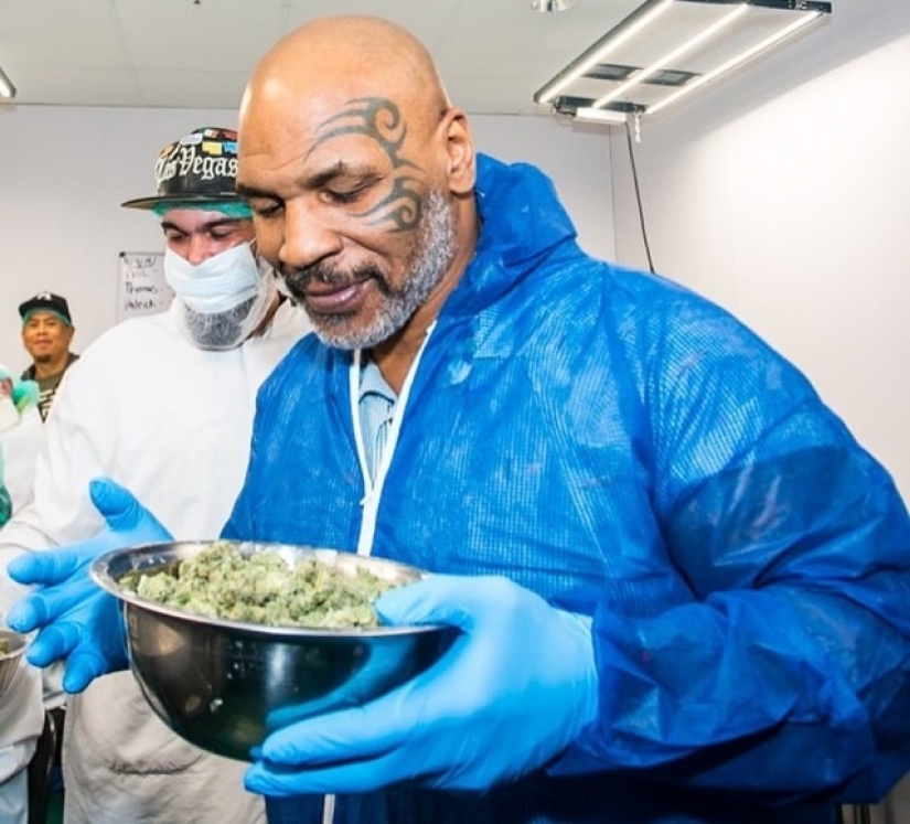 Fun boxer: Mike Tyson raises on his ranch marijuana and treats her guests