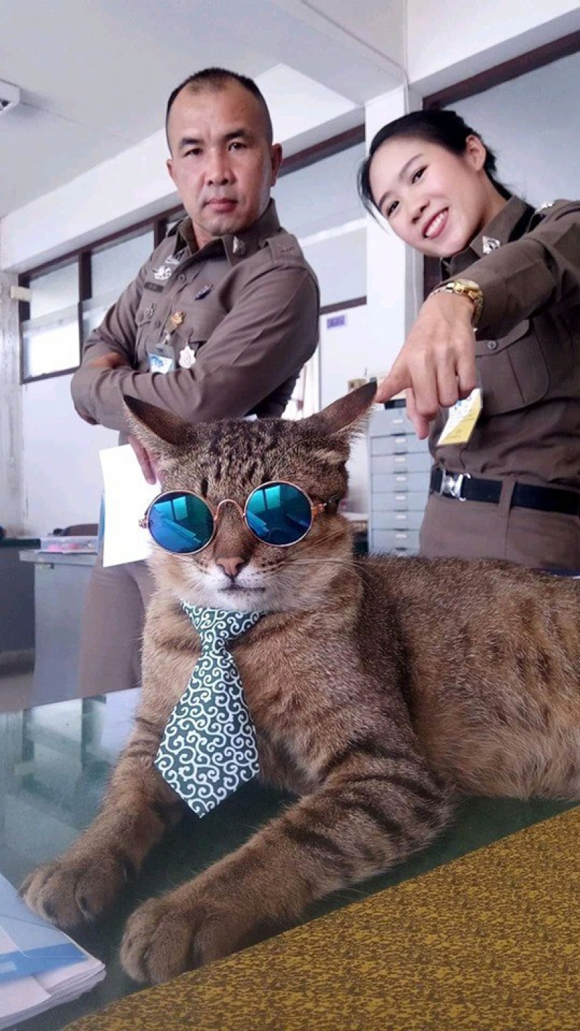 Furry police in Thailand at the police station is the cat