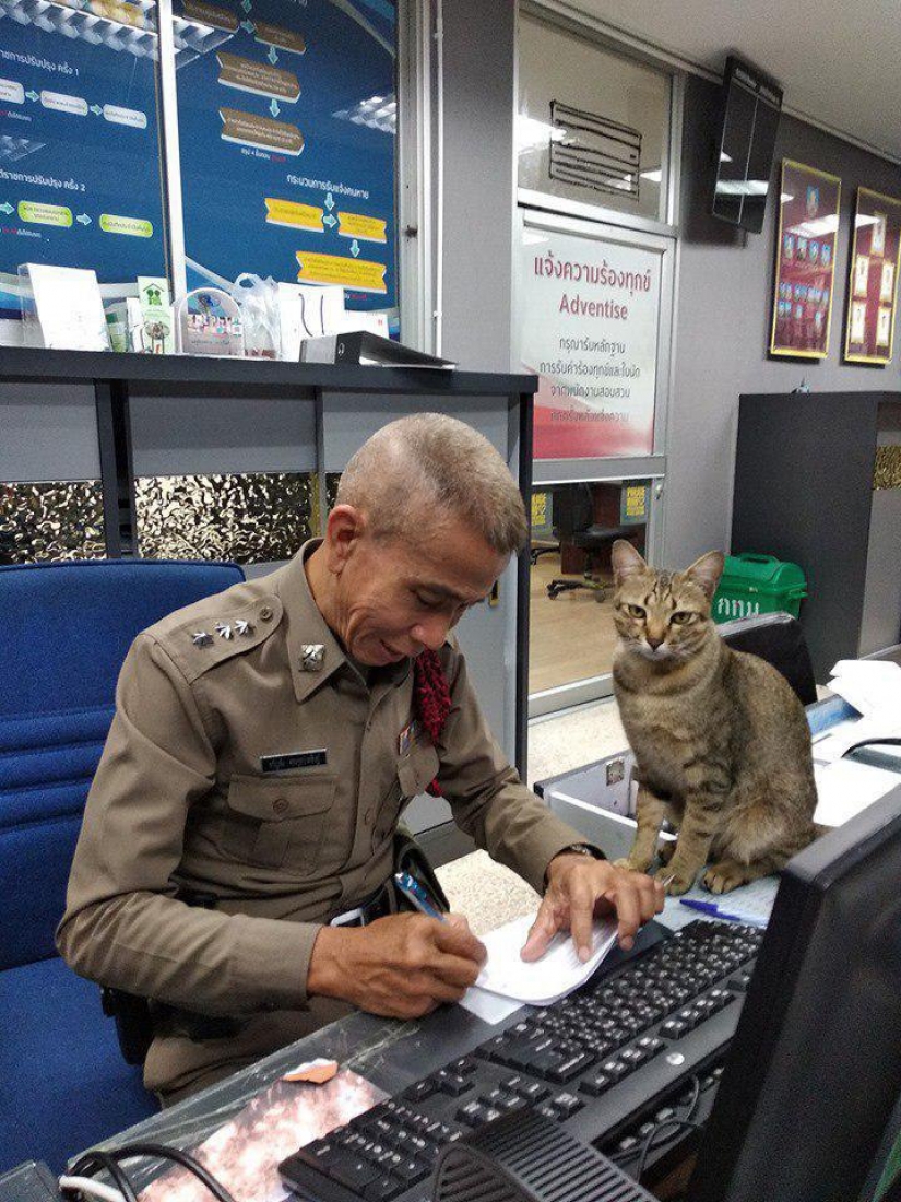 Furry police in Thailand at the police station is the cat