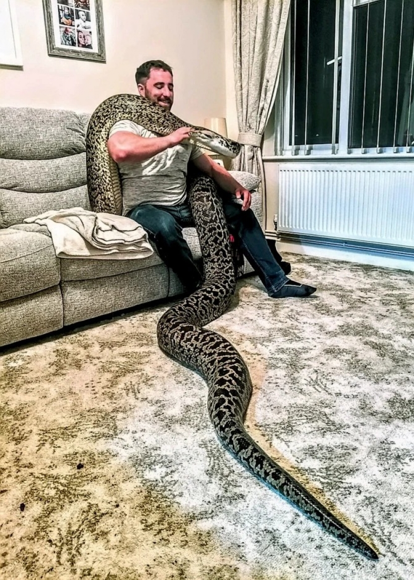 Game with death: the British home with a huge Python, which can swallow a deer for a few minutes