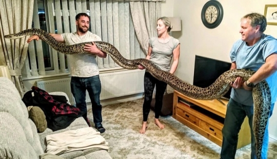 Game with death: the British home with a huge Python, which can swallow a deer for a few minutes