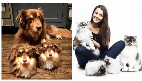 Gato en las piernas: una empresa Estadounidense que hace es personalizado mullidas Zapatillas-copias de las Mascotas