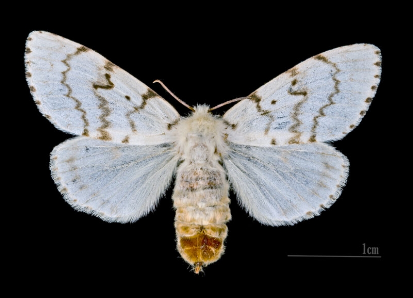 Giant Gypsy moths in the United States — a new attack difficult 2020