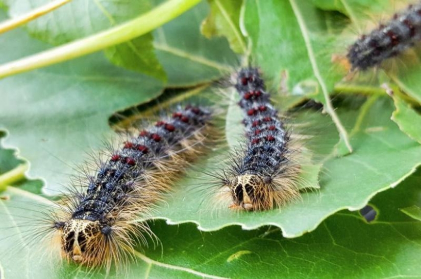 Giant Gypsy moths in the United States — a new attack difficult 2020