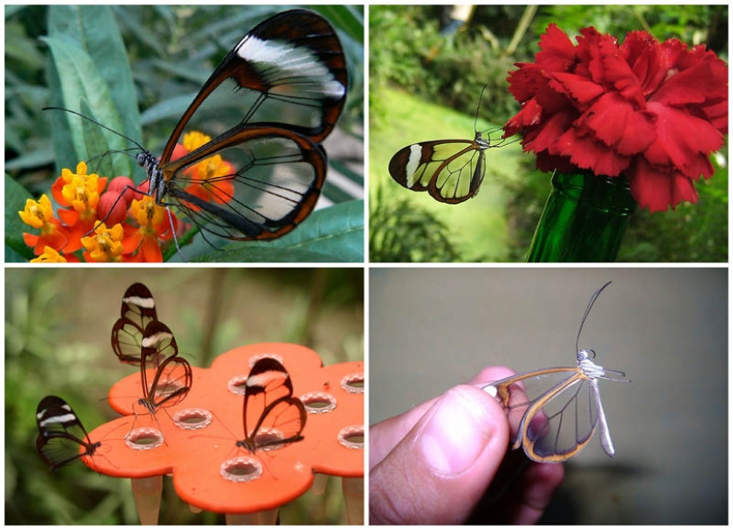 Greta oto — amazing butterfly with "glass" wings