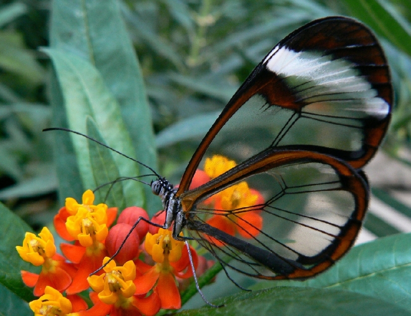 Greta oto — amazing butterfly with "glass" wings