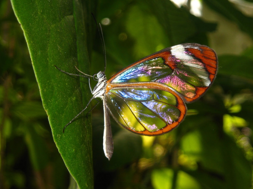 Greta oto — amazing butterfly with "glass" wings