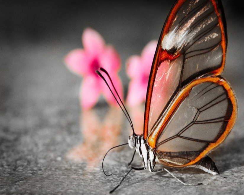 Greta oto — amazing butterfly with "glass" wings