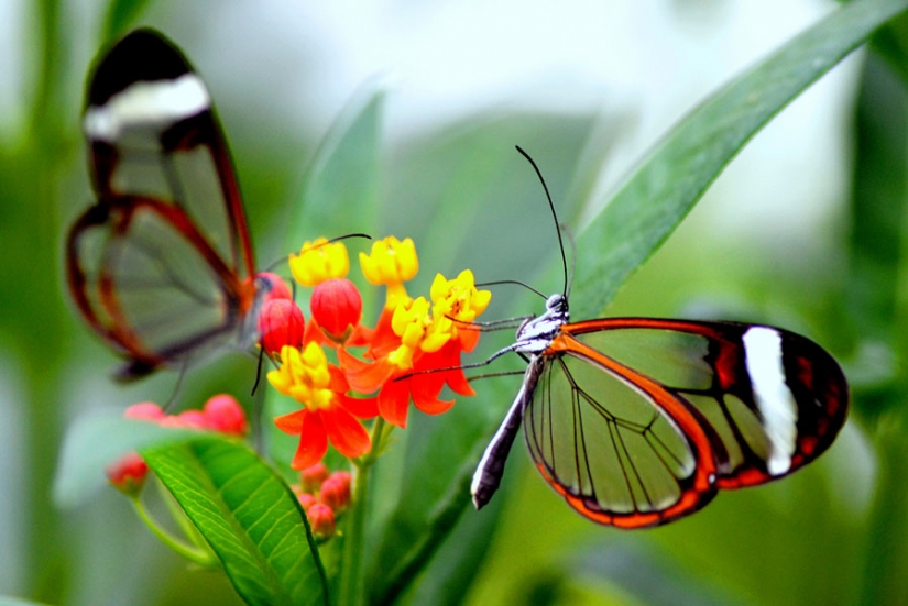 Greta oto — amazing butterfly with "glass" wings