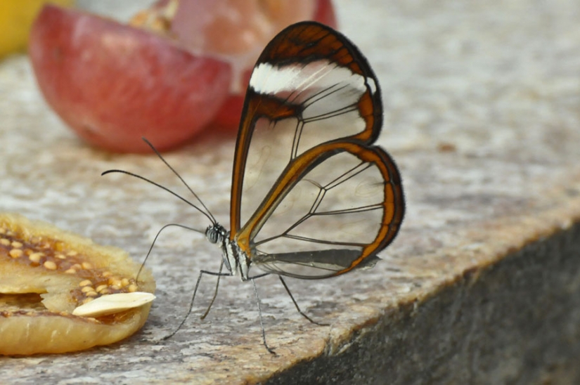 Greta oto — amazing butterfly with "glass" wings