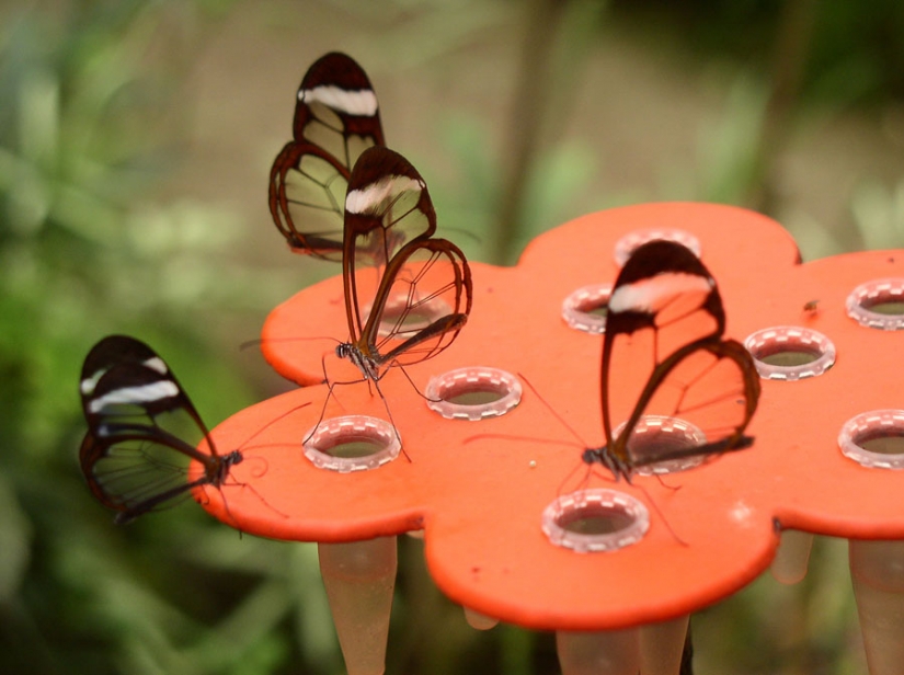 Greta oto — amazing butterfly with "glass" wings