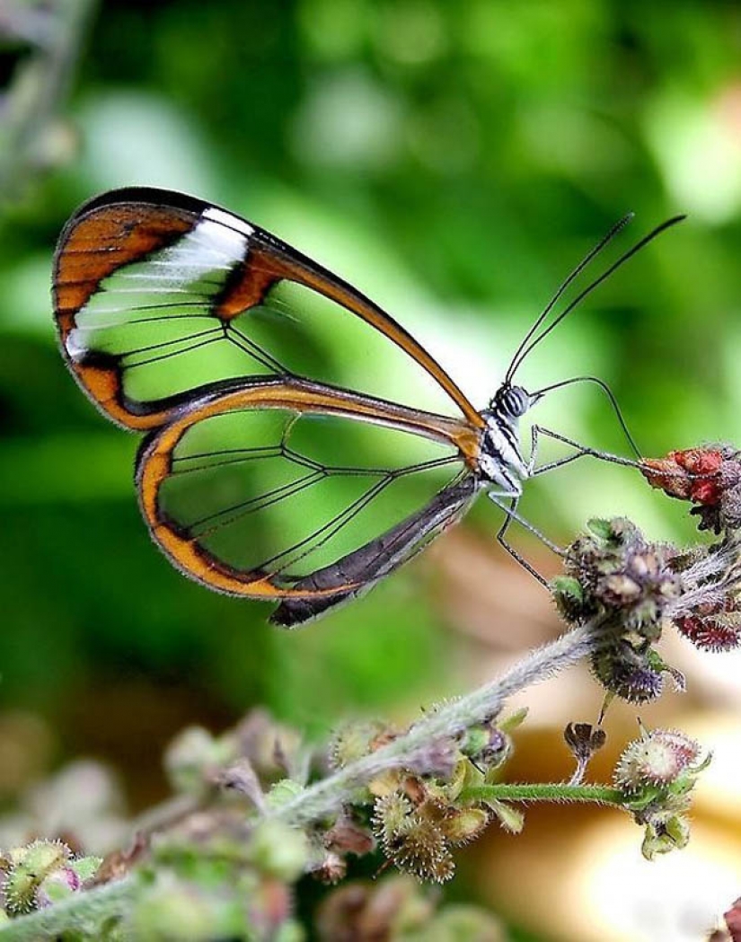 Greta oto — amazing butterfly with "glass" wings