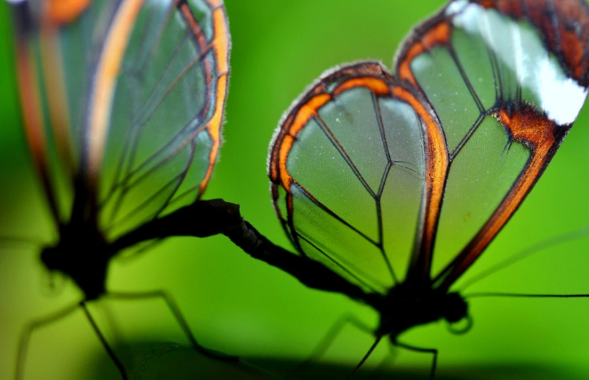 Greta oto — amazing butterfly with "glass" wings