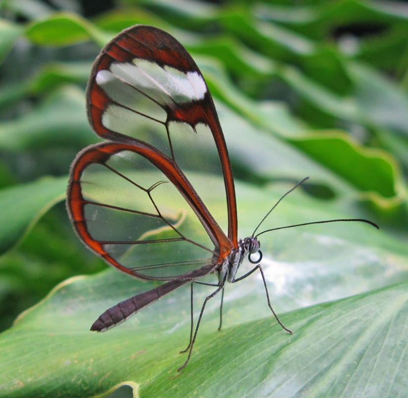 Greta oto — amazing butterfly with "glass" wings