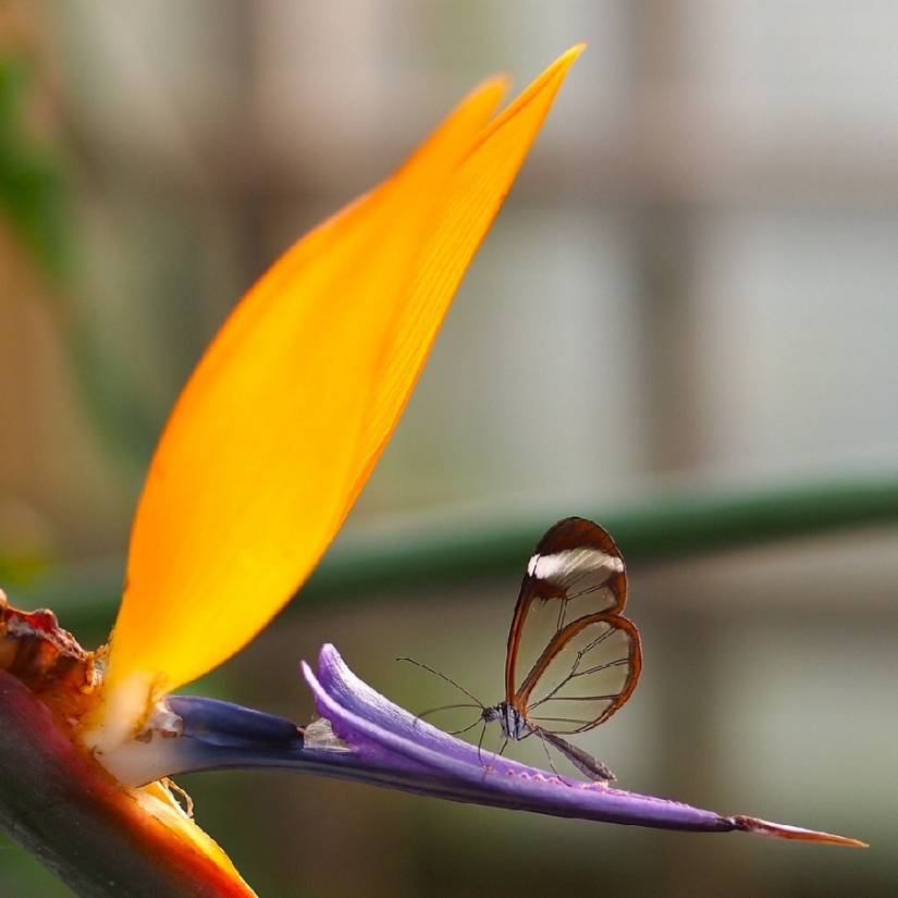 Greta oto — amazing butterfly with "glass" wings