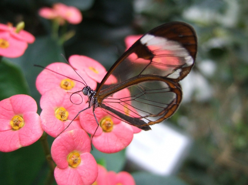 Greta oto — amazing butterfly with "glass" wings