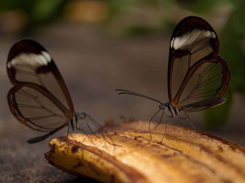 Greta oto — amazing butterfly with "glass" wings