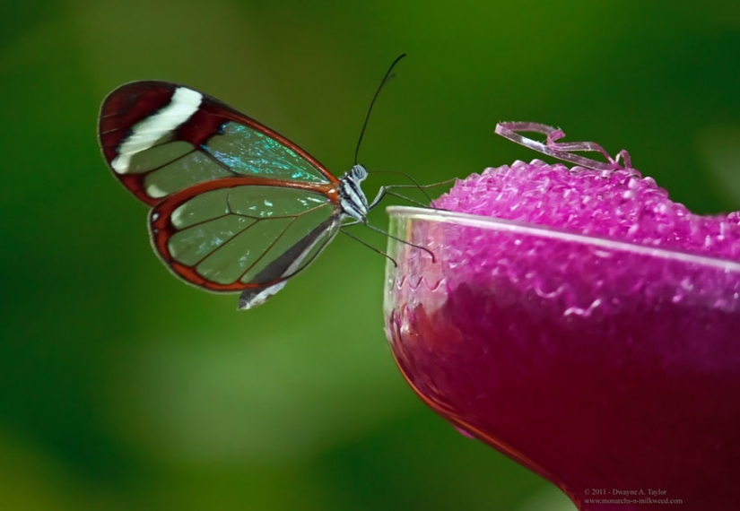 Greta oto — amazing butterfly with "glass" wings