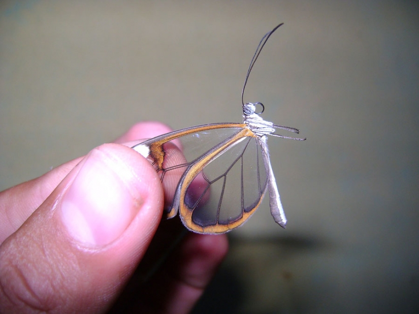 Greta oto — amazing butterfly with "glass" wings