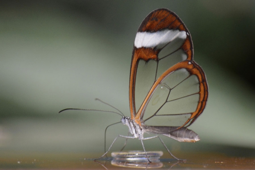 Greta oto — amazing butterfly with "glass" wings