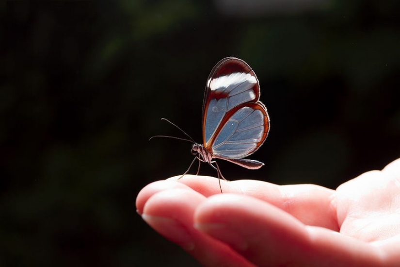 Greta oto — amazing butterfly with "glass" wings