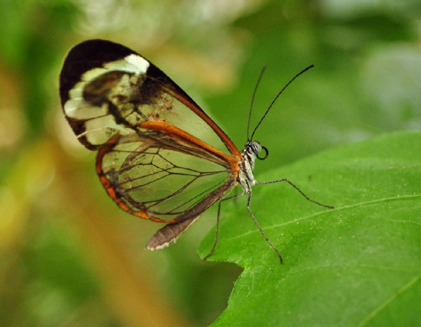 Greta oto — amazing butterfly with "glass" wings