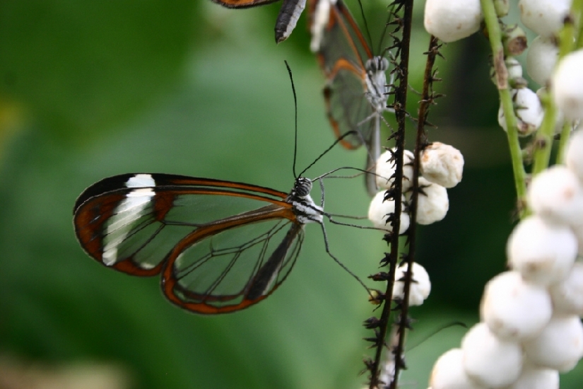 Greta oto — amazing butterfly with "glass" wings