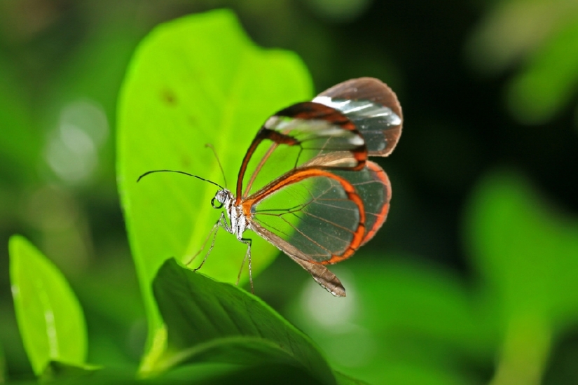 Greta oto — amazing butterfly with "glass" wings