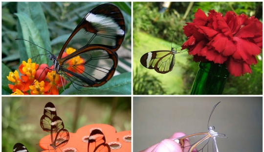 Greta oto — amazing butterfly with "glass" wings Greta oto — amazing butterfly with "glass" wings