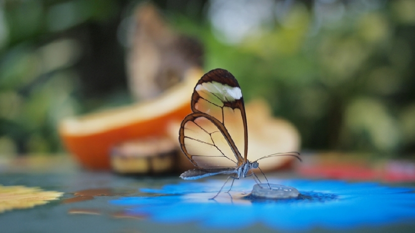 Greta oto — amazing butterfly with "glass" wings