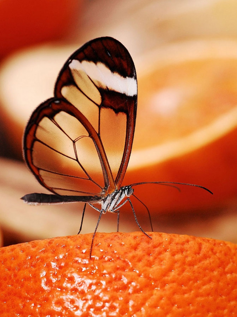 Greta oto — amazing butterfly with "glass" wings