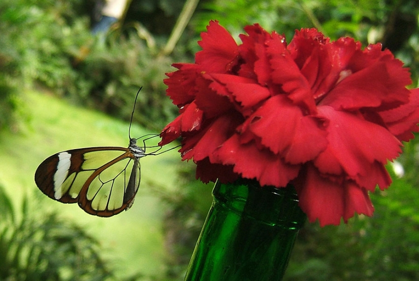 Greta oto — amazing butterfly with "glass" wings