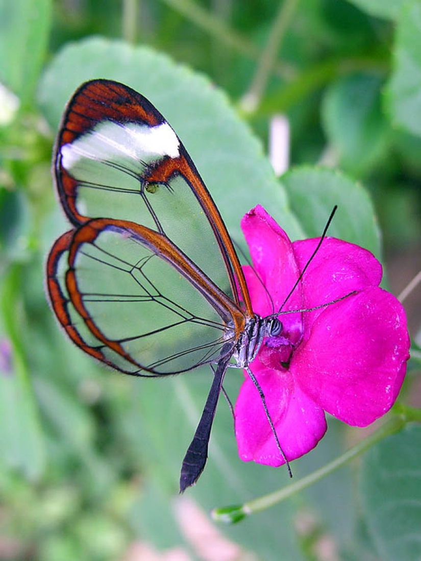 Greta oto — increíble mariposa de cristal"," alas