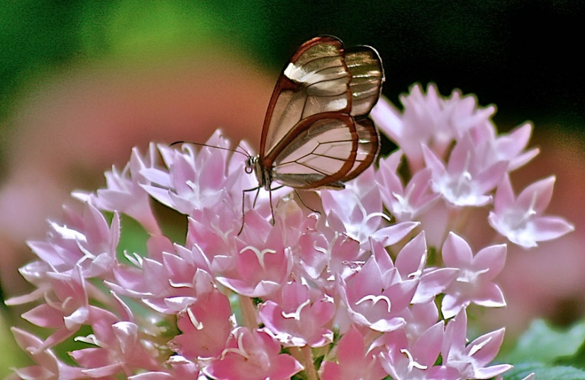 Greta oto — increíble mariposa de cristal"," alas