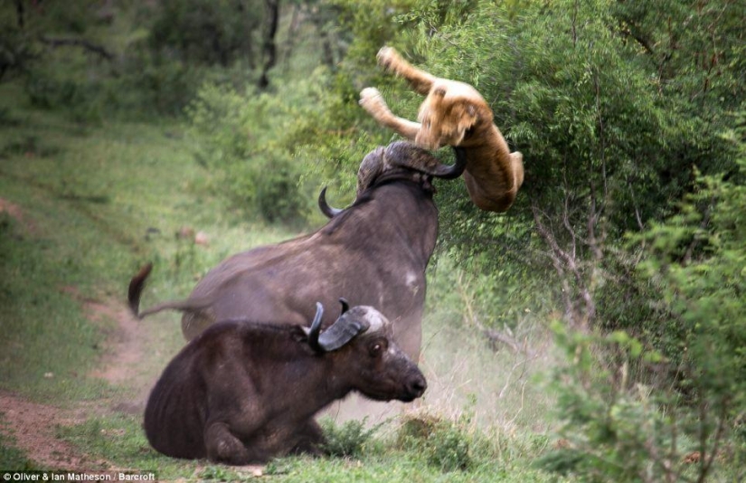 He dies, but save your friend: Mutual assistance in wild Buffalo