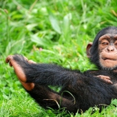 Hechos acerca de los animales que levantar su estado de ánimo