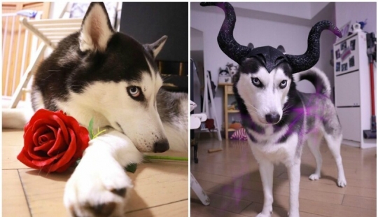 Hermosos husky que va a robar tu corazón y no volver