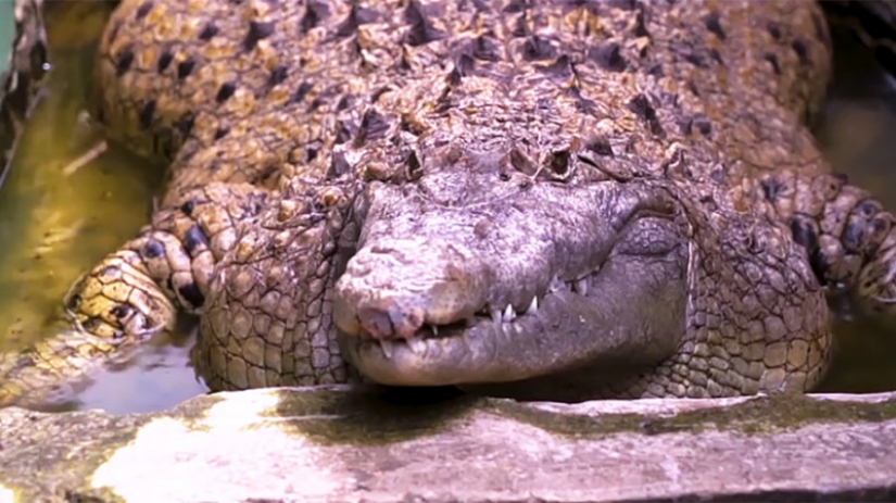 Home crocodile: an Indonesian family lives 20 years the 200-pound reptile