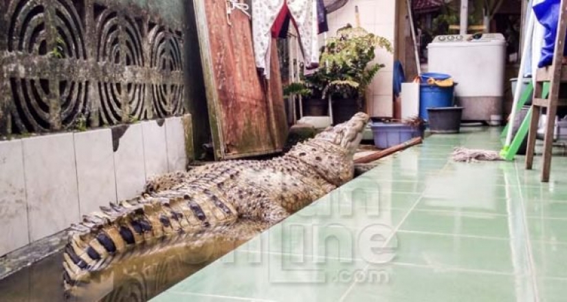 Home crocodile: an Indonesian family lives 20 years the 200-pound reptile