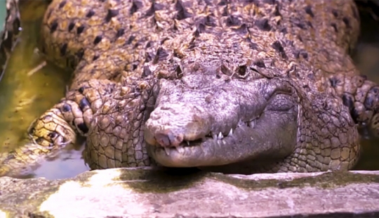 Home crocodile: an Indonesian family lives 20 years the 200-pound reptile