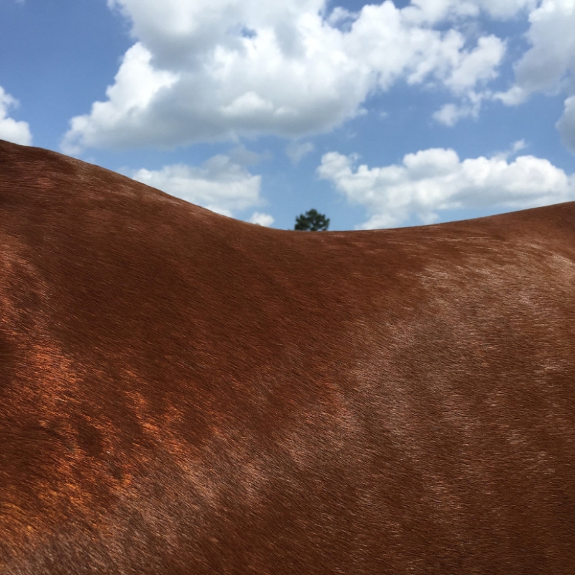 Horse see? And it is: the American photographer takes a picture of horses so that no one sees