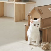 How box Samsung TV from which you can make a cat house