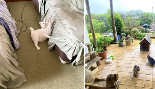 How the first hotel in the world for cat lovers