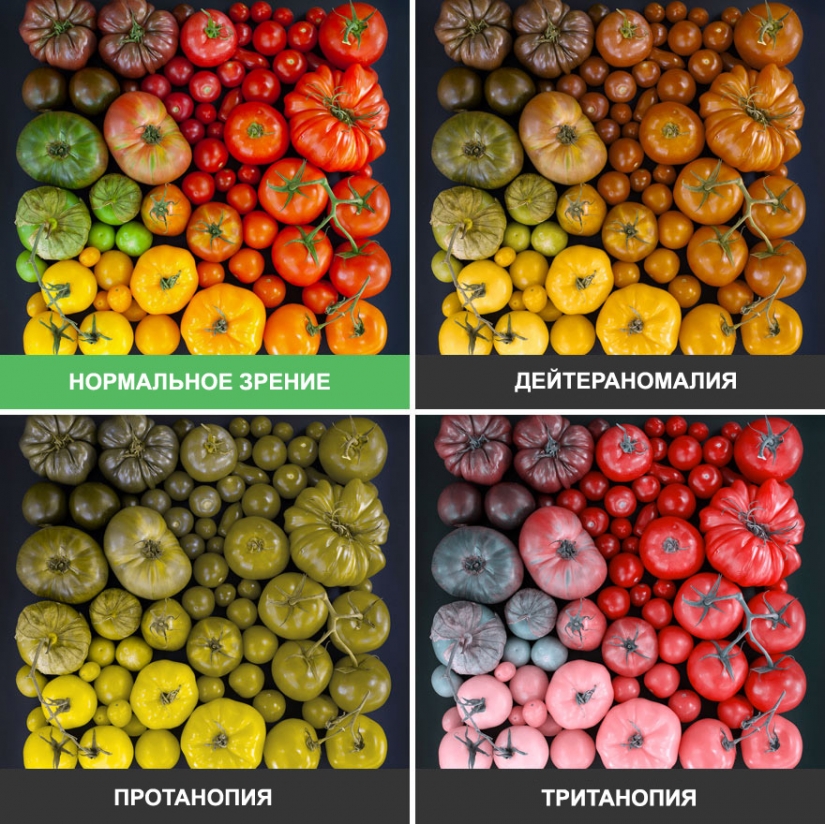 How the world looks through the eyes of a colorblind