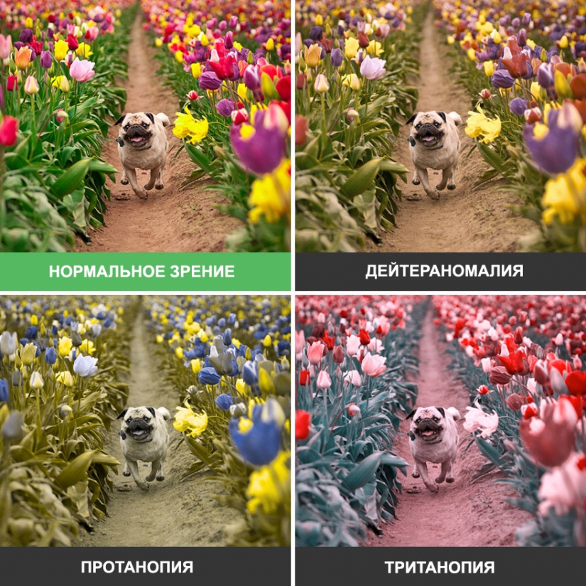 How the world looks through the eyes of a colorblind