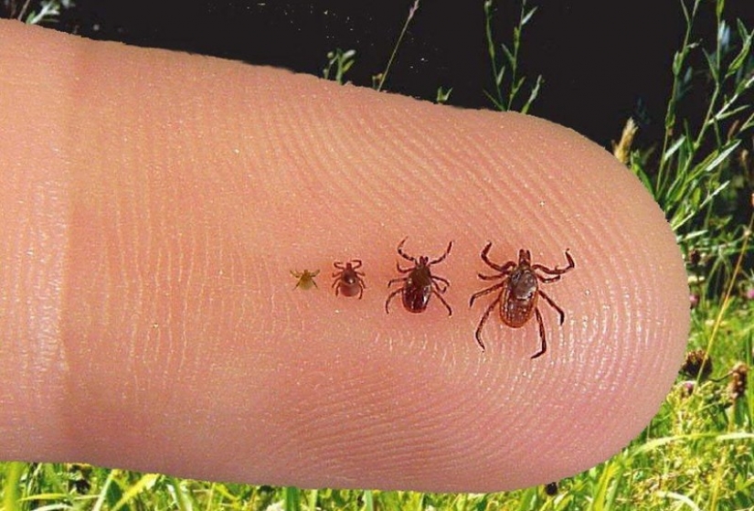 How to escape from the ticks? Forewarned is forearmed