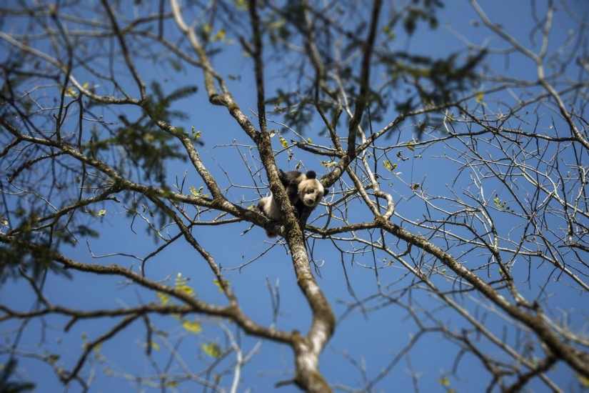 How to grow pandas in Sichuan province