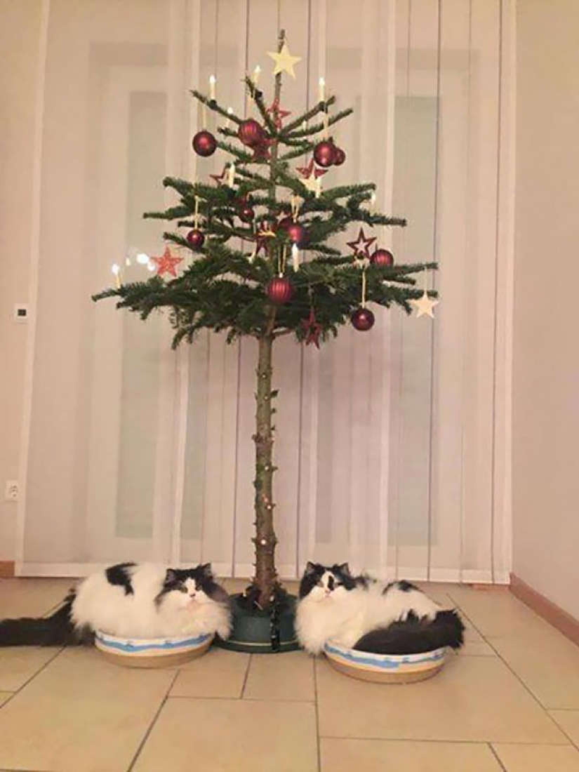 How to protect a Christmas tree from harmful and daring Pets